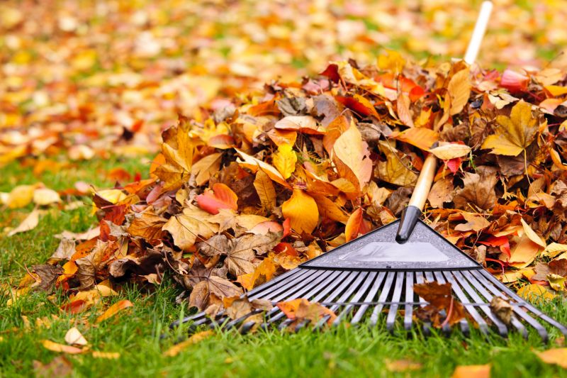 Leaves Being Raked