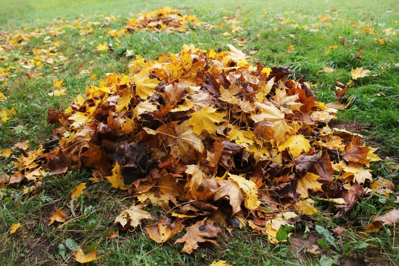 Mulching Leaves on the Lawn