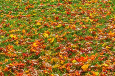 Leaf Removal at Dusk